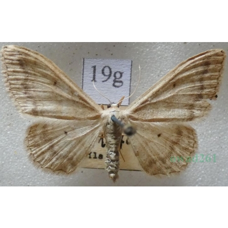 Idaea deversaria (Herrich-Schäffer, 1847) Krocznik gospodek Czech19g